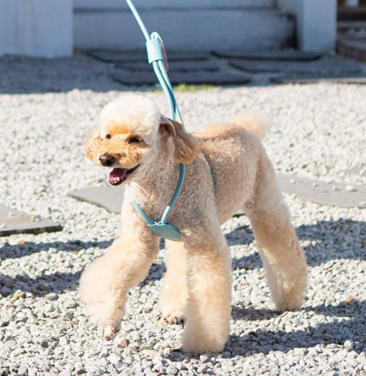 【KS 犬のリード】Bandal Pet 　"Only one Harness" ピンクS/オレンジM/水色L BOXA